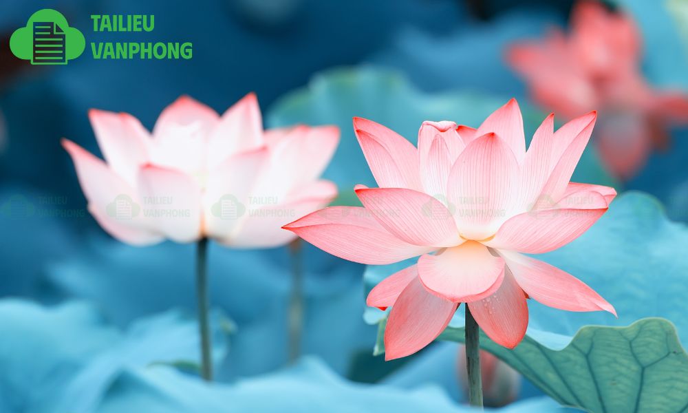 background hoa sen vector đẹp miễn phí